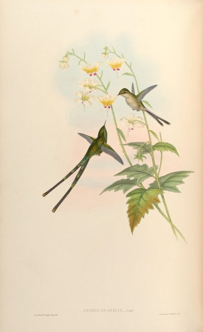 Lesbia gracilis = Lesbia nuna gracilis door John Gould